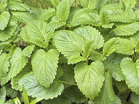 Lemon Balm Melissa officinalis
